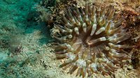 120 Anémone charnue (Cribrinopsis crassa)